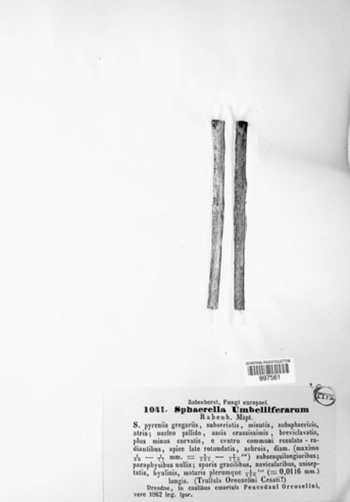 Discosphaerina image
